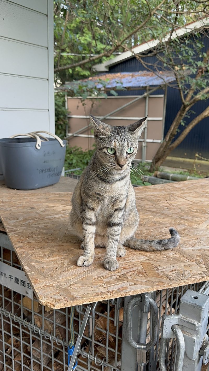 喜連川ファミリーキャンプ場で出会った猫
